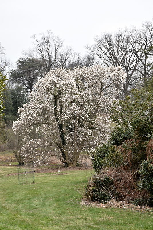 Merrill Magnolia (Magnolia x loebneri 'Merrill') at Kennedy's Country Gardens