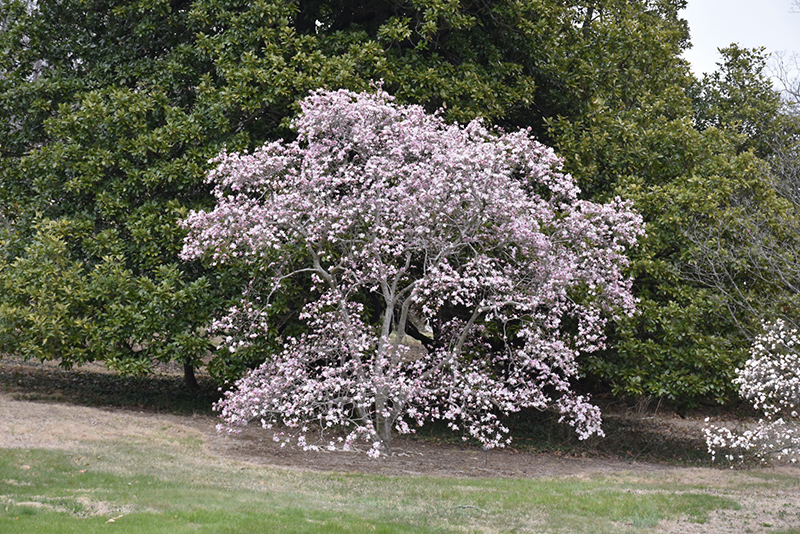 Leonard Messel Magnolia (Magnolia x loebneri 'Leonard Messel') at Kennedy's Country Gardens