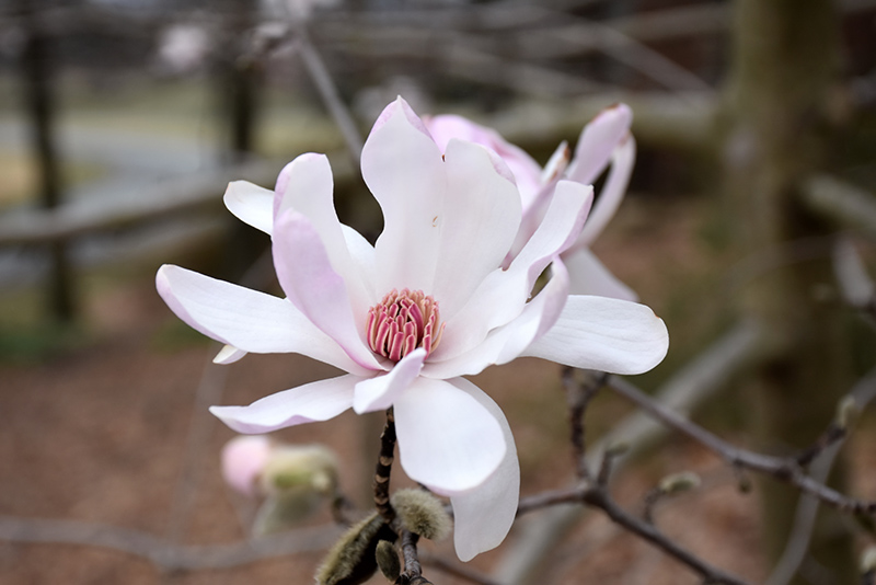 Star Magnolia (Magnolia stellata) at Kennedy's Country Gardens