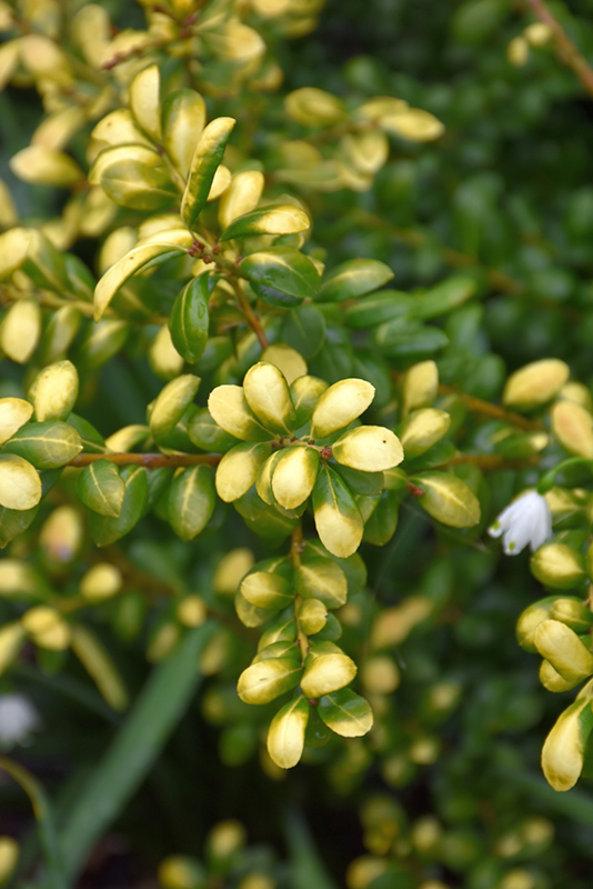 Drops Of Gold Japanese Holly (Ilex crenata 'Drops Of Gold') at Kennedy's Country Gardens