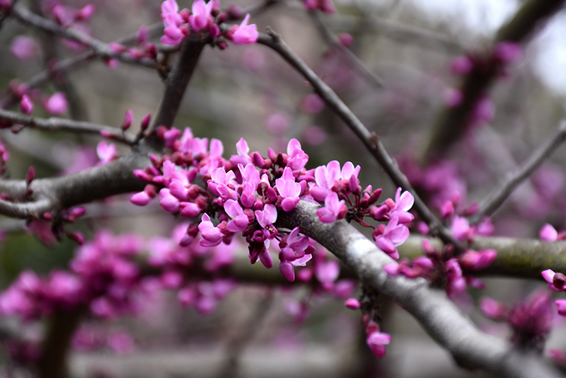 Burgundy Hearts Redbud (Cercis canadensis 'Greswan') at Kennedy's Country Gardens