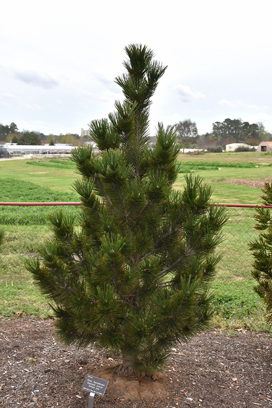 Emerald Arrow Bosnian Pine (Pinus heldreichii 'Emerald Arrow') at Kennedy's Country Gardens