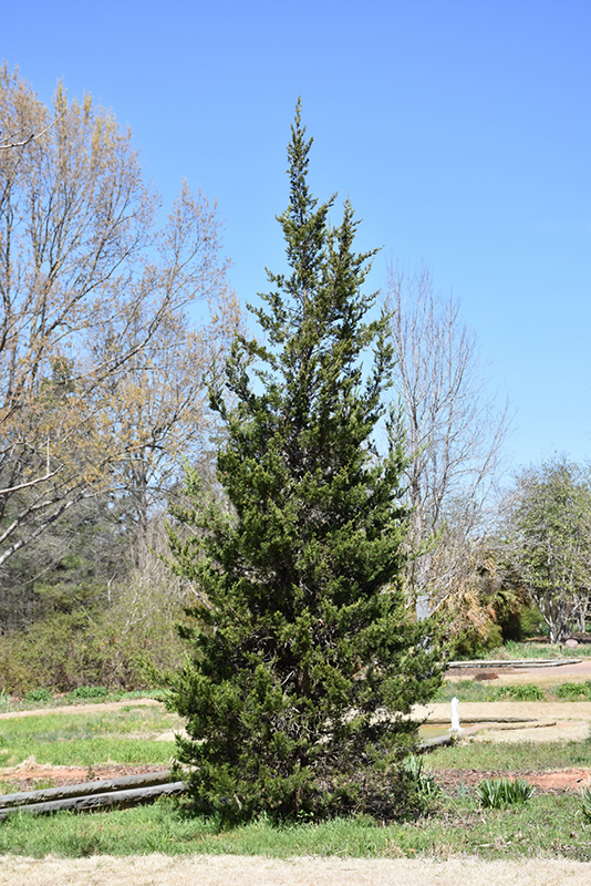 Eastern Redcedar (Juniperus virginiana) at Kennedy's Country Gardens