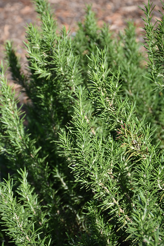 Rosemary (Rosmarinus officinalis) at Kennedy's Country Gardens