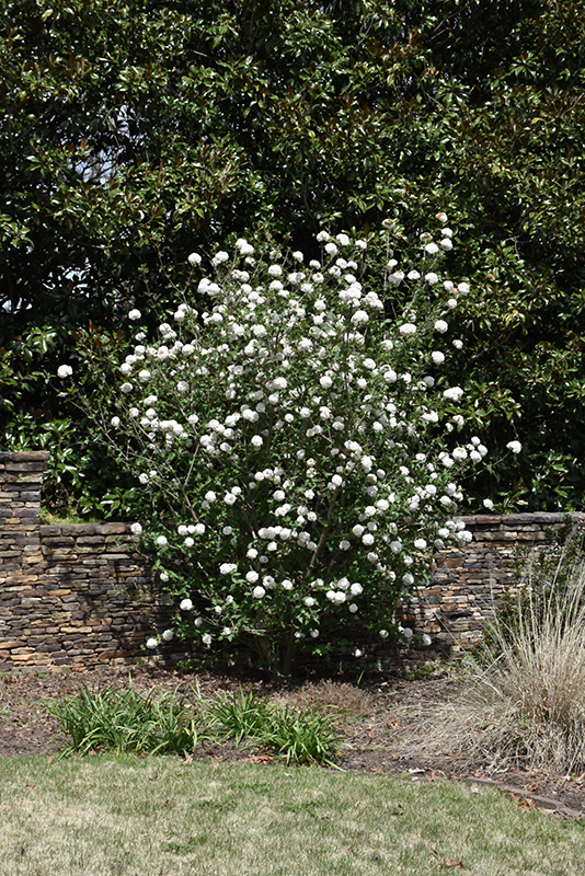 Burkwood Viburnum (Viburnum x burkwoodii) at Kennedy's Country Gardens