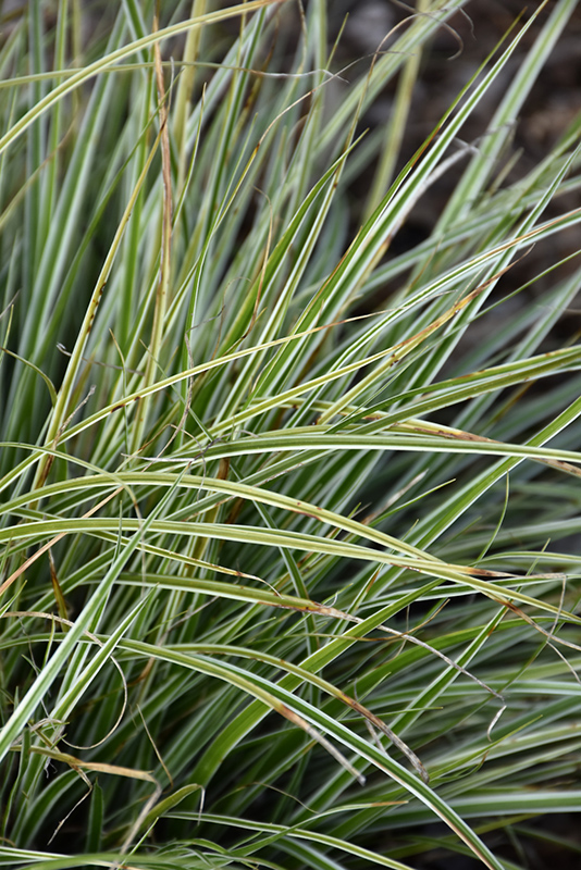 EverColor Everest Japanese Sedge (Carex oshimensis 'Carfit01') at Kennedy's Country Gardens