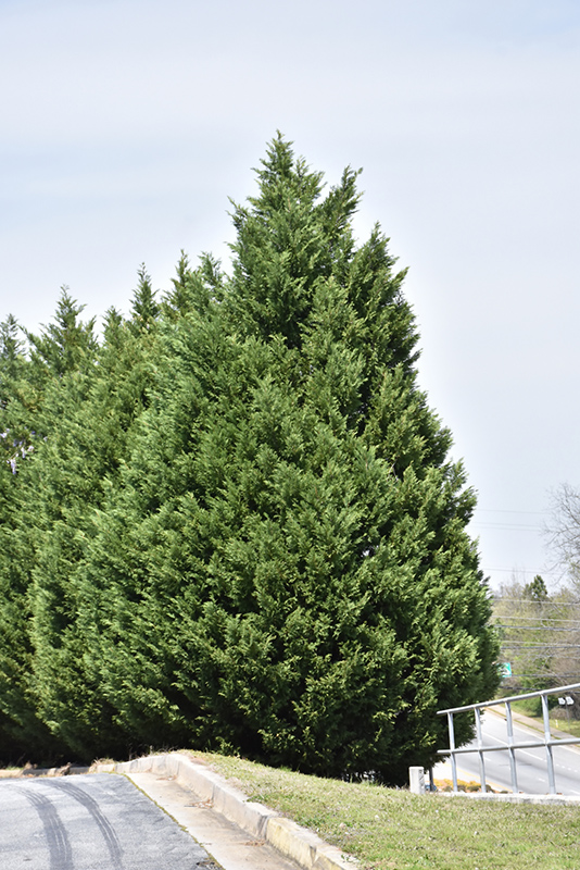 Leyland Cypress (Cupressocyparis x leylandii) at Kennedy's Country Gardens