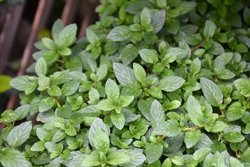 Peppermint (Mentha x piperita) at Kennedy's Country Gardens