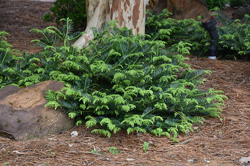 Prostrate Japanese Plum Yew (Cephalotaxus harringtonia 'Prostrata') at Kennedy's Country Gardens