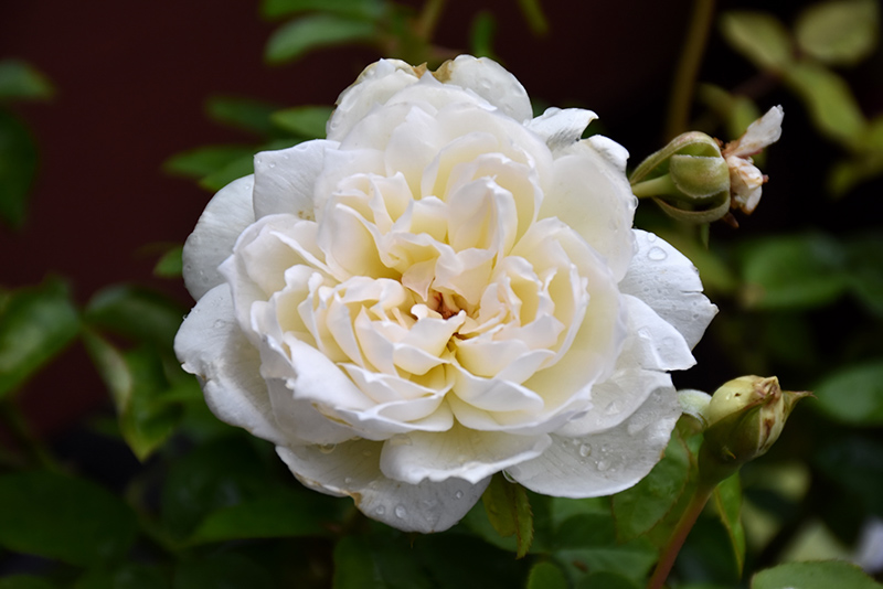 Bolero Rose (Rosa 'Meidelweis') at Kennedy's Country Gardens