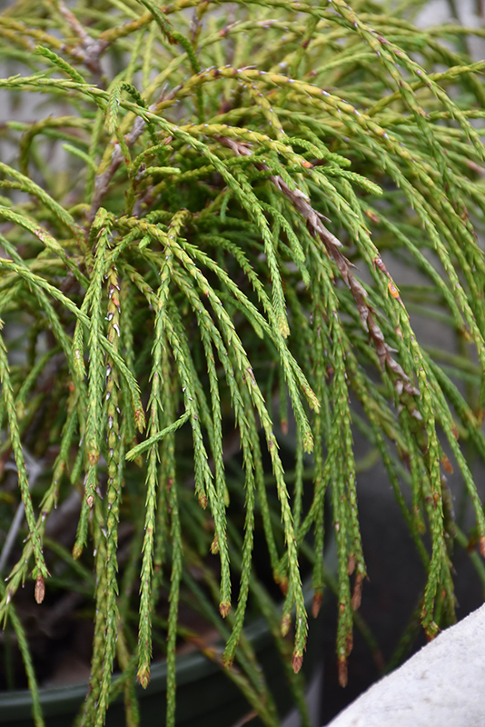 Whipcord Arborvitae (Thuja plicata 'Whipcord') at Kennedy's Country Gardens