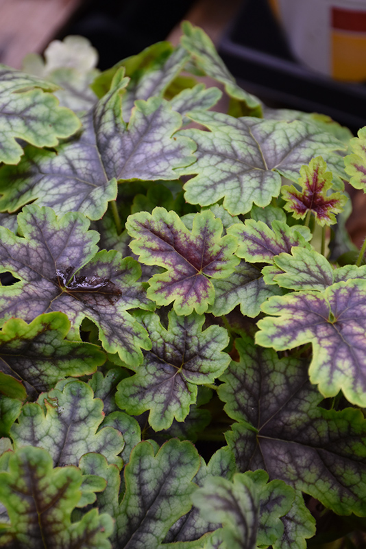 Tapestry Foamy Bells (Heucherella 'Tapestry') at Kennedy's Country Gardens