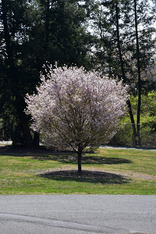 Autumnalis Higan Cherry (Prunus subhirtella 'Autumnalis') at Kennedy's Country Gardens