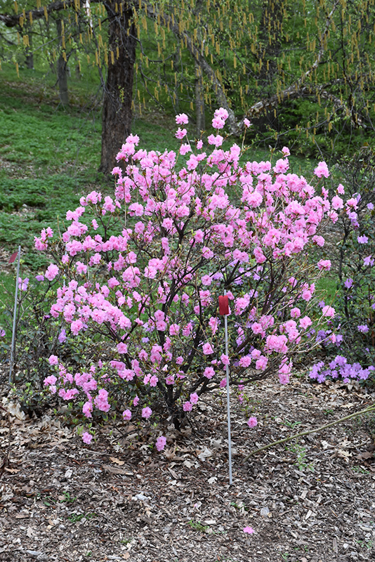 Weston's Pink Diamond Rhododendron (Rhododendron 'Weston's Pink Diamond') at Kennedy's Country Gardens