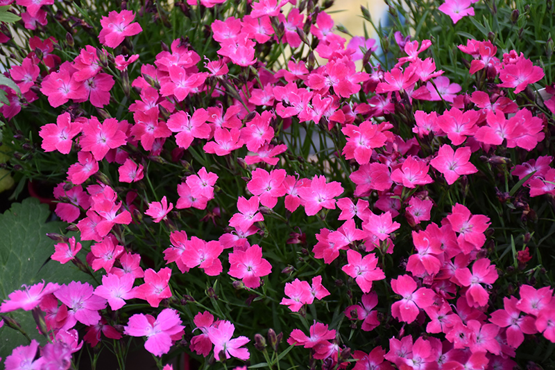 Kahori Pink Pinks (Dianthus 'Kahori Pink') at Kennedy's Country Gardens