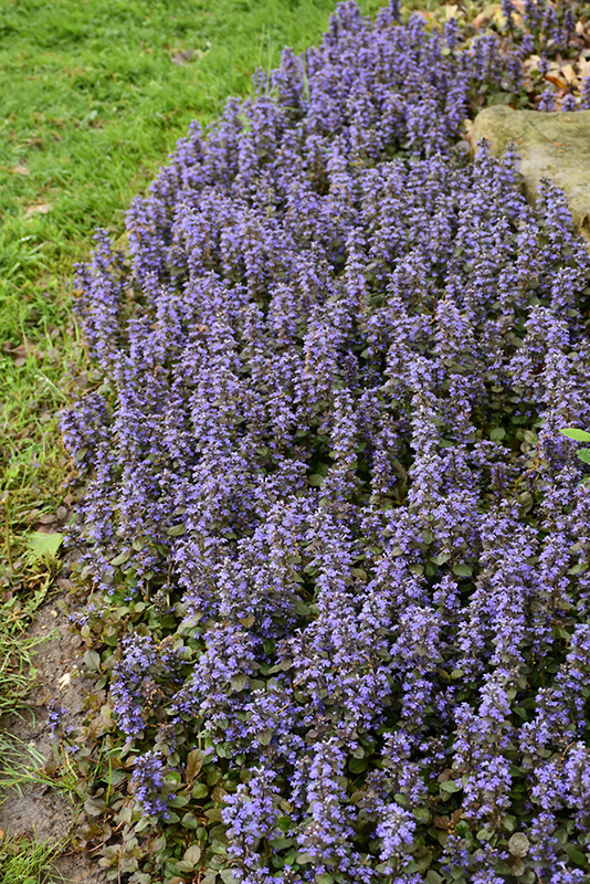 Caitlin's Giant Bugleweed (Ajuga reptans 'Caitlin's Giant') at Kennedy's Country Gardens