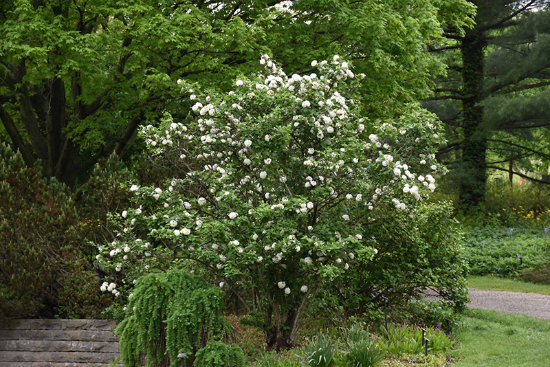 Fragrant Viburnum (Viburnum x carlcephalum) at Kennedy's Country Gardens