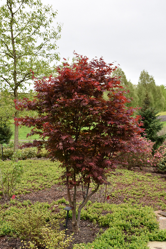 Emperor I Japanese Maple (Acer palmatum 'Wolff') at Kennedy's Country Gardens