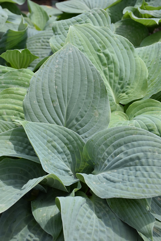 Blueberry Muffin Hosta (Hosta 'Blueberry Muffin') at Kennedy's Country Gardens