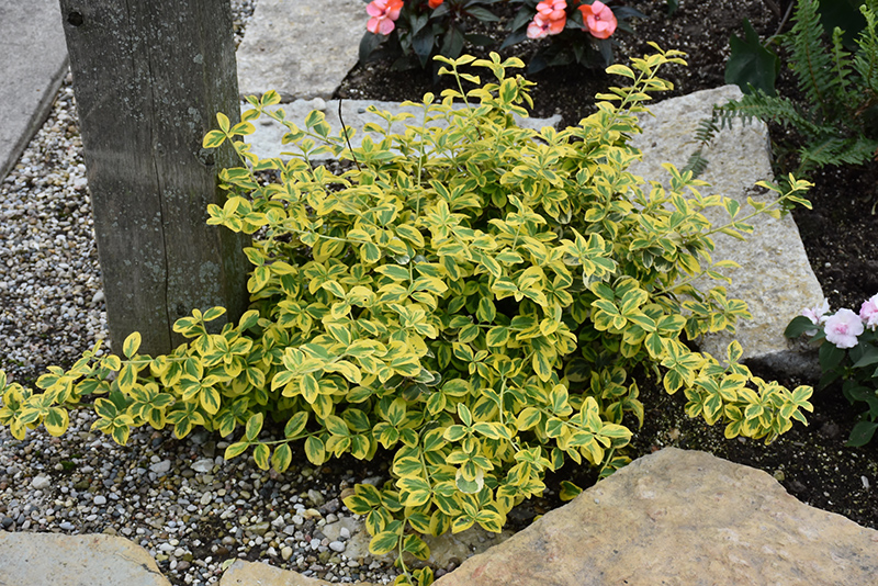 Gold Splash Wintercreeper (Euonymus fortunei 'Roemertwo') at Kennedy's Country Gardens