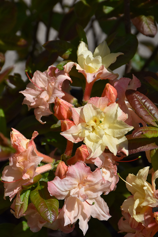 Cannon's Double Azalea (Rhododendron 'Cannon's Double') at Kennedy's Country Gardens