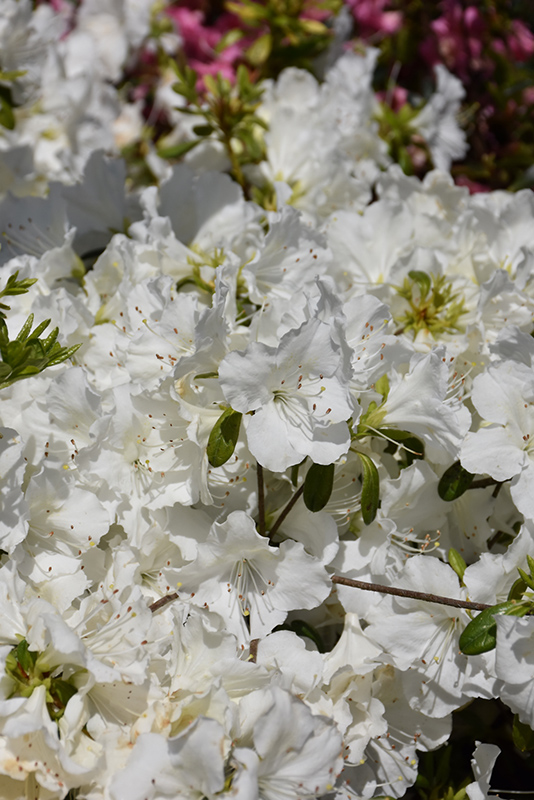Girard's Pleasant White Azalea (Rhododendron 'Girard's Pleasant White') at Kennedy's Country Gardens