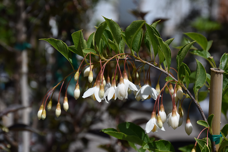 Fragrant Fountain Japanese Snowbell (Styrax japonicus 'Fragrant Fountain') at Kennedy's Country Gardens