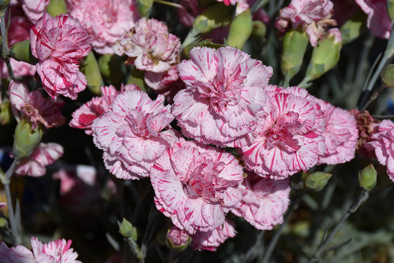 Devon Cottage Pinball Wizard Pinks (Dianthus 'WP15 MOW08') at Kennedy's Country Gardens