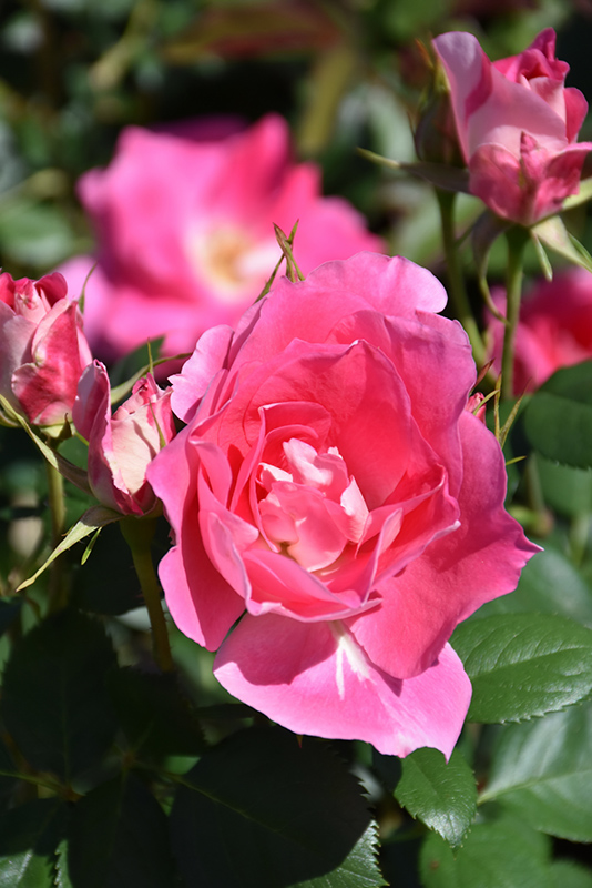 Carefree Wonder Rose (Rosa 'Carefree Wonder') at Kennedy's Country Gardens