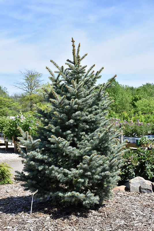 Bakeri Blue Spruce (Picea pungens 'Bakeri') at Kennedy's Country Gardens