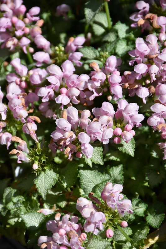 Pink Pewter Spotted Dead Nettle (Lamium maculatum 'Pink Pewter') at Kennedy's Country Gardens