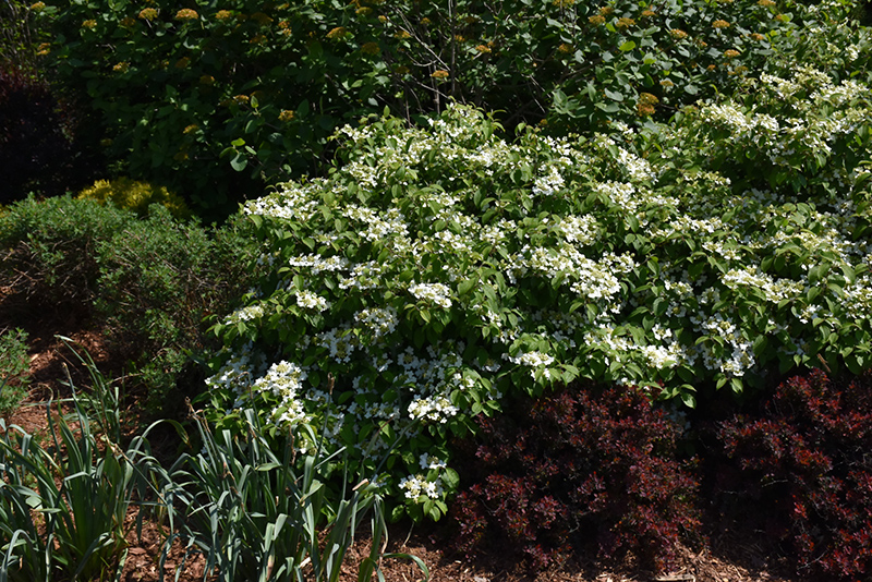 Wabi Sabi Doublefile Viburnum (Viburnum plicatum 'SMVPTFD') at Kennedy's Country Gardens