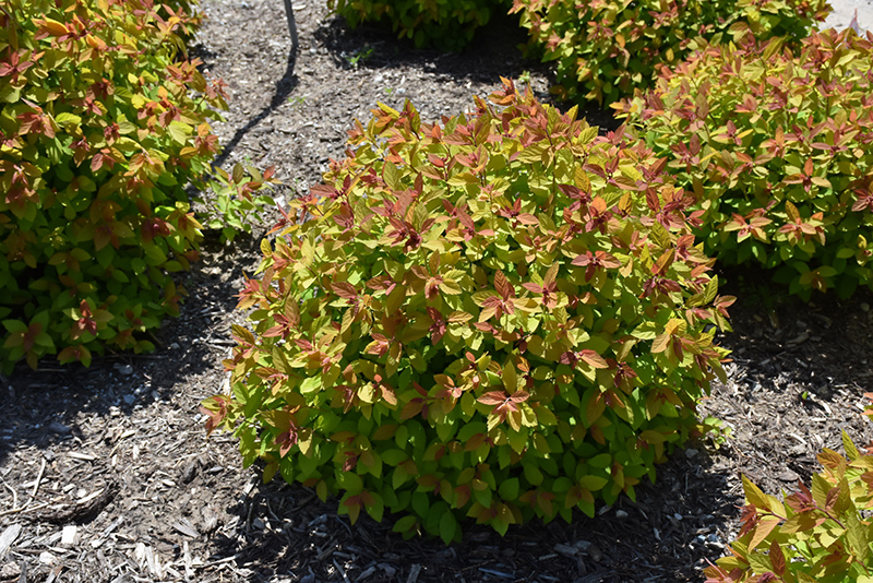 Double Play Big Bang Spirea (Spiraea 'Tracy') at Kennedy's Country Gardens