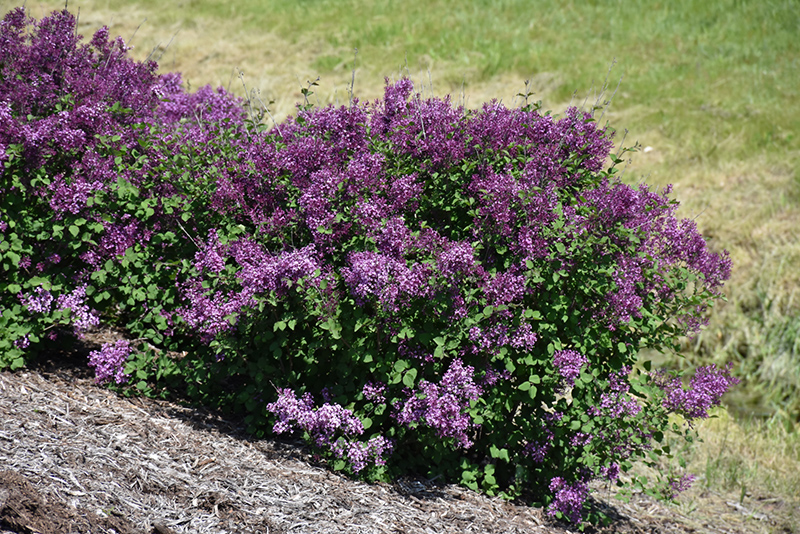 Bloomerang Dark Purple Lilac (Syringa 'SMSJBP7') at Kennedy's Country Gardens