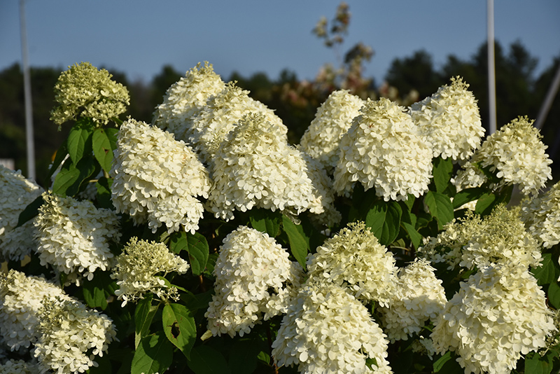 Limelight Hydrangea (Hydrangea paniculata 'Limelight') at Kennedy's Country Gardens