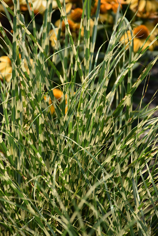 Bandwidth Maiden Grass (Miscanthus sinensis 'NCMS2B') at Kennedy's Country Gardens