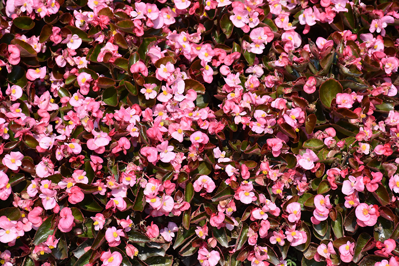 Bada Boom Pink Begonia (Begonia 'Bada Boom Pink') at Kennedy's Country Gardens