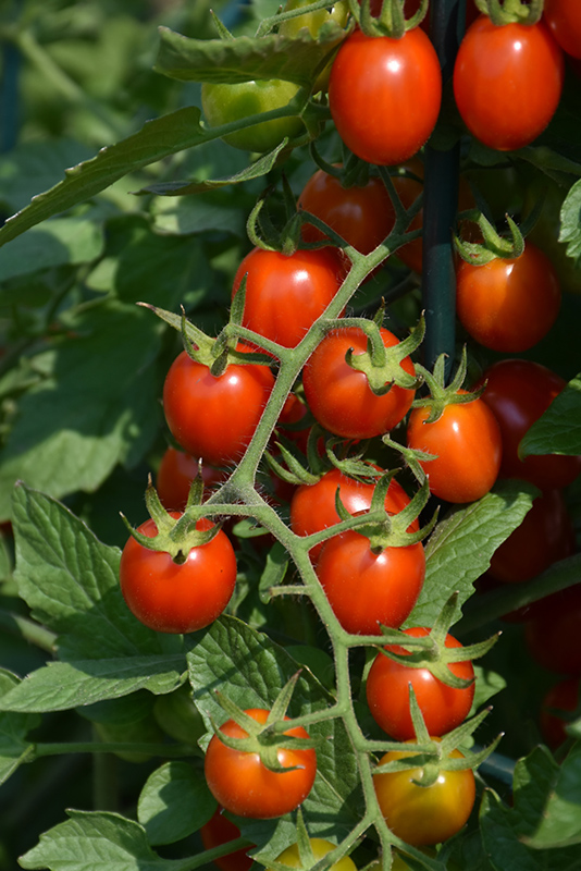 Grape Tomato (Generic) (Solanum lycopersicum 'Grape') at Kennedy's Country Gardens