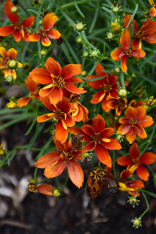 Sizzle And Spice Crazy Cayenne Tickseed (Coreopsis verticillata 'Crazy Cayenne') at Kennedy's Country Gardens