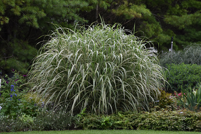 Cosmopolitan Maiden Grass (Miscanthus sinensis 'Cosmopolitan') at Kennedy's Country Gardens