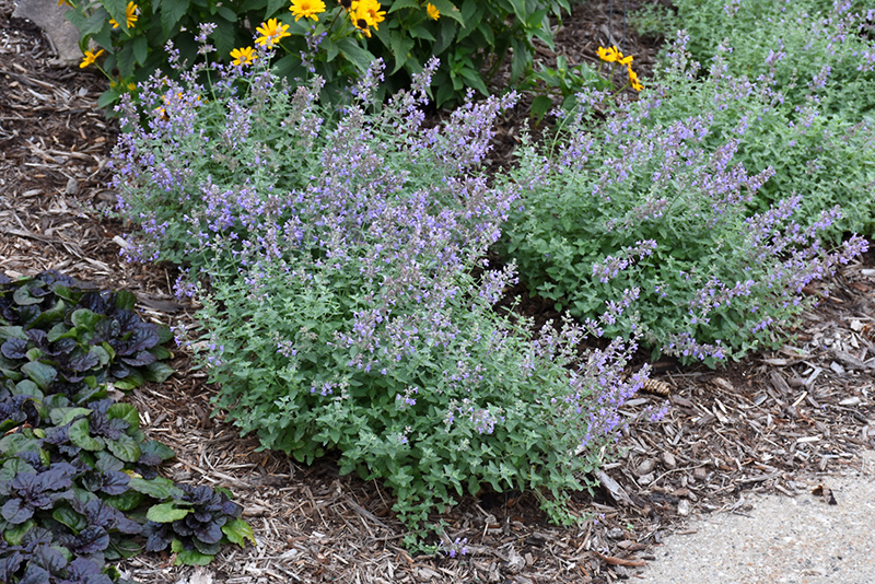 Purrsian Blue Catmint (Nepeta x faassenii 'Purrsian Blue') at Kennedy's Country Gardens