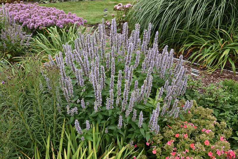 Blue Fortune Anise Hyssop (Agastache 'Blue Fortune') at Kennedy's Country Gardens