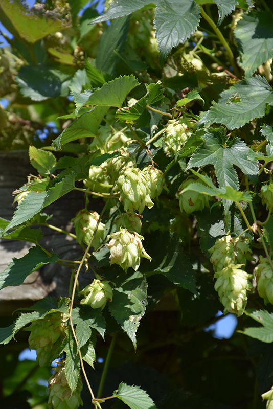Hops (Humulus lupulus) at Kennedy's Country Gardens