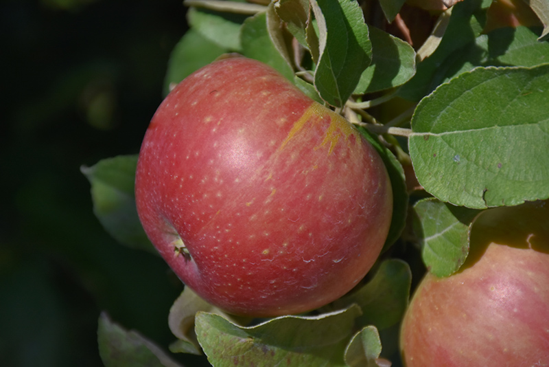 Cox's Orange Pippin Apple (Malus 'Cox's Orange Pippin') at Kennedy's Country Gardens