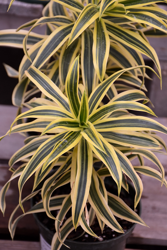 Song of India Plant (Dracaena reflexa 'Song of India') at Kennedy's Country Gardens