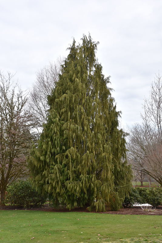 Weeping Nootka Cypress (Chamaecyparis nootkatensis 'Pendula') at Kennedy's Country Gardens