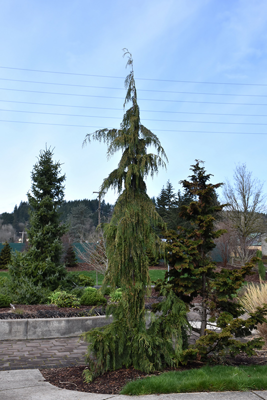 Weeping Nootka Cypress (Chamaecyparis nootkatensis 'Pendula') at Kennedy's Country Gardens
