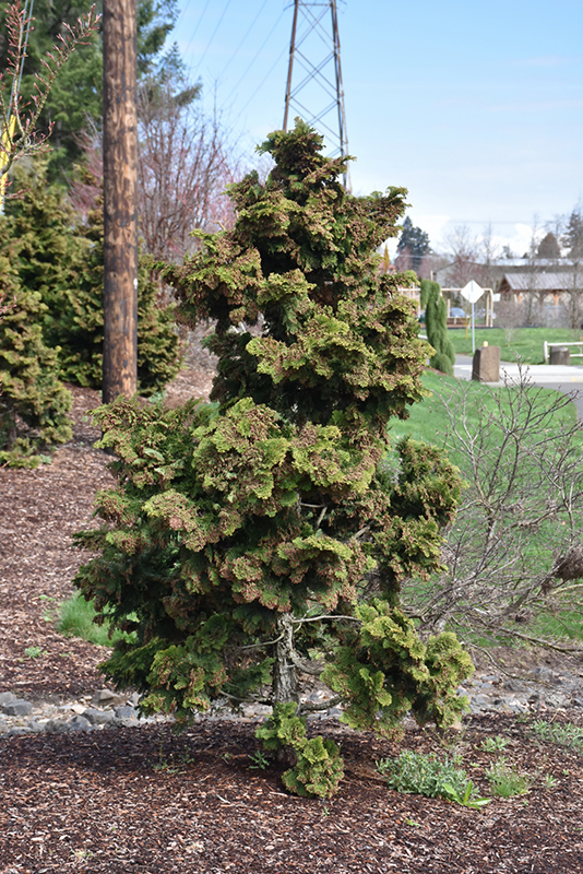 Koster's Falsecypress (Chamaecyparis obtusa 'Kosteri') at Kennedy's Country Gardens