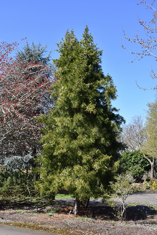 Japanese Umbrella Pine (Sciadopitys verticillata) at Kennedy's Country Gardens