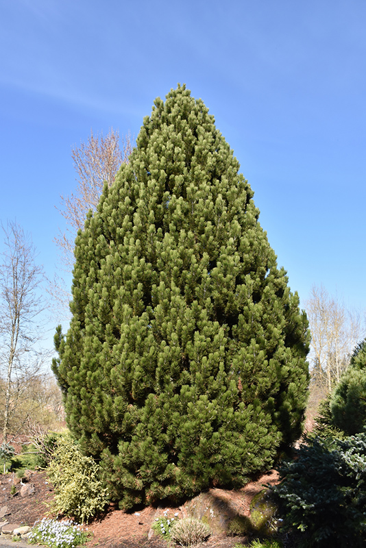 Compact Gem Bosnian Pine (Pinus heldreichii 'Compact Gem') at Kennedy's Country Gardens